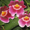 Franklin Park 027.JPG