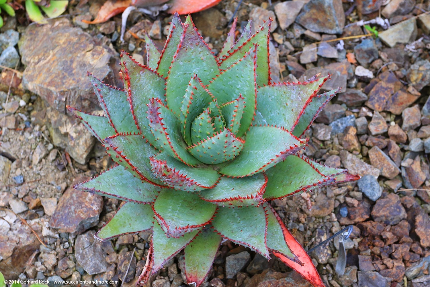 [140208_RBG_Aloe-humilis-hybrid-x-glauca-x-spectabilis_001%255B2%255D.jpg]