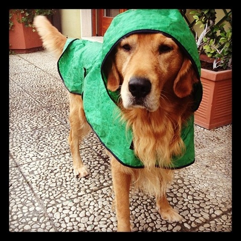 [hurricane-sandy-dogs-4%255B2%255D.jpg]