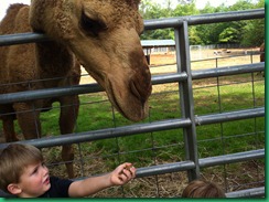 mj feeding camel