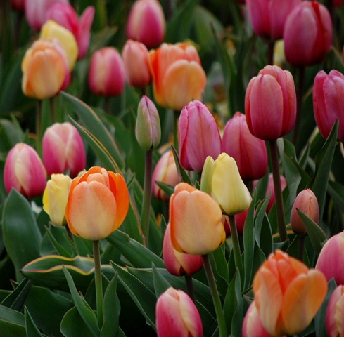 [tulips22%255B2%255D.jpg]