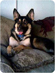 It's a year later (12/2010) and Cody is still in need of a forever home through A Dog's Life Rescue in L.A. See link to his info. below. It's a year later (12/2010) and Cody is still in need of a forever home through A Dog's Life Rescue in L.A. See link to his info. below.
