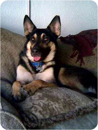 It's a year later (12/2010) and Cody is still in need of a forever home through A Dog's Life Rescue in L.A. See link to his info. below. It's a year later (12/2010) and Cody is still in need of a forever home through A Dog's Life Rescue in L.A. See link to his info. below.