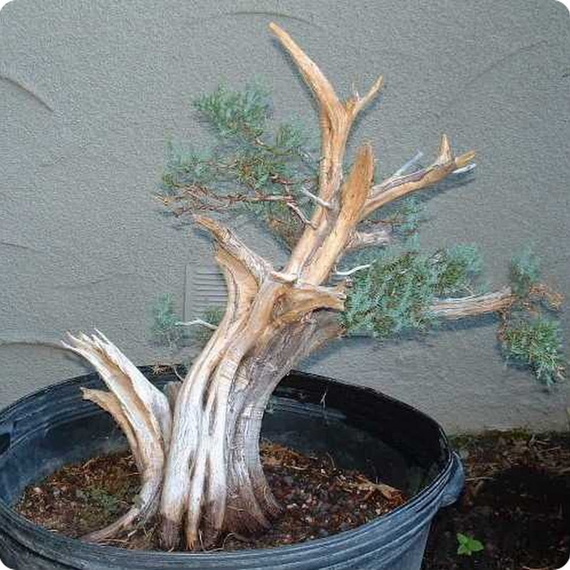 California Junipers: Buruhōn (Dedicated to Mr. Harry Hirao).