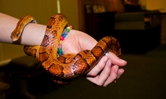 Corn Snake Jesse Jones Park 5