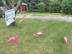 you've been flocked1