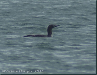 2 red-throated-diver