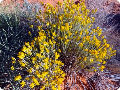 foliage