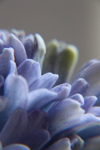 hyacinth