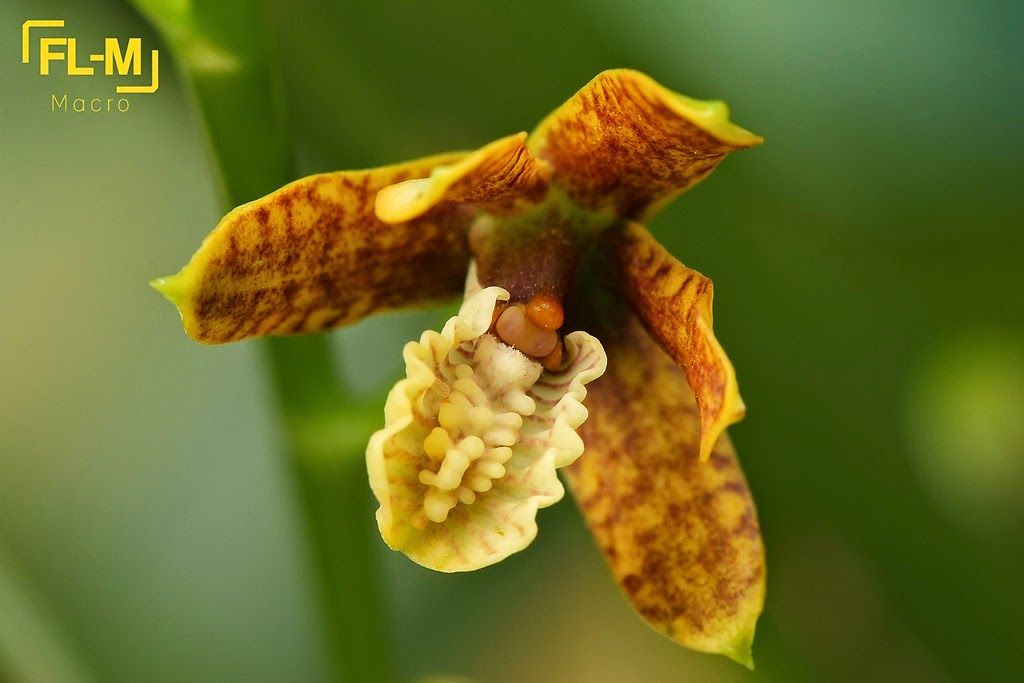 [OR%2520Prosthechea%2520livida%255B4%255D.jpg]