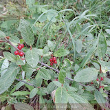 Berries que urso adoram  no rio Yukon  -  Whitehorse, Yukon, Canada