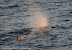  &ndash; sperm whale in the midnight sun