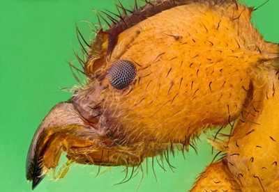 Imagens apavorantes de insetos capturadas por fotógrafo