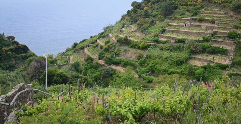 corniglia fields2