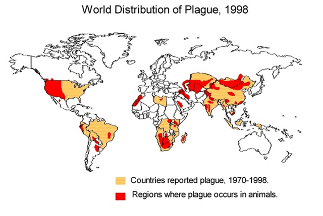 World distribution of plague (Yersinia pestis) in 1998. web.uconn.edu