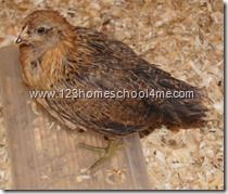5 Week old Easter Egger Chicken 5 Week old Easter Egger Chicken