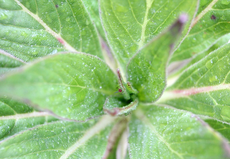 [120325_Echium-Mr-Happy_01%255B7%255D.jpg]