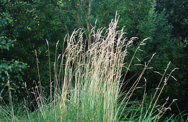 [Fall%25202011%2520-%2520grass%255B3%255D.jpg]