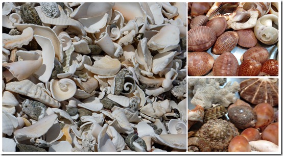 shells2