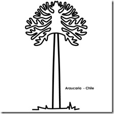 araucaria para colorear 1