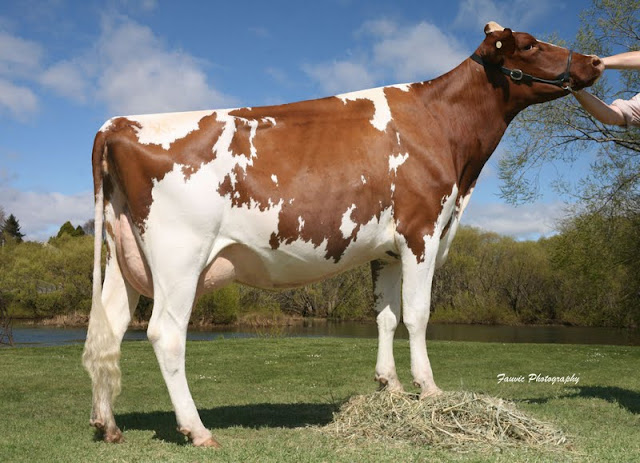 Rosedale Talent Melody.jpg