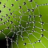 Water droplets in a spider web.  Note the beech tree caught in the lens of the droplets.