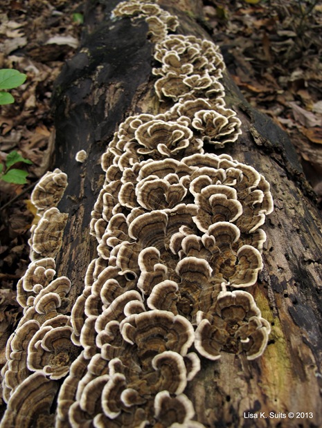 Trametes versicolor long view on log Trametes versicolor long view on log