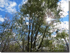 sunlight in the willow