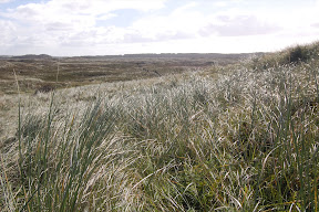 DSC_0480.JPG