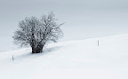 schneebusch schneebusch