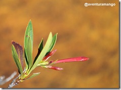 Flor 1 Flor 1