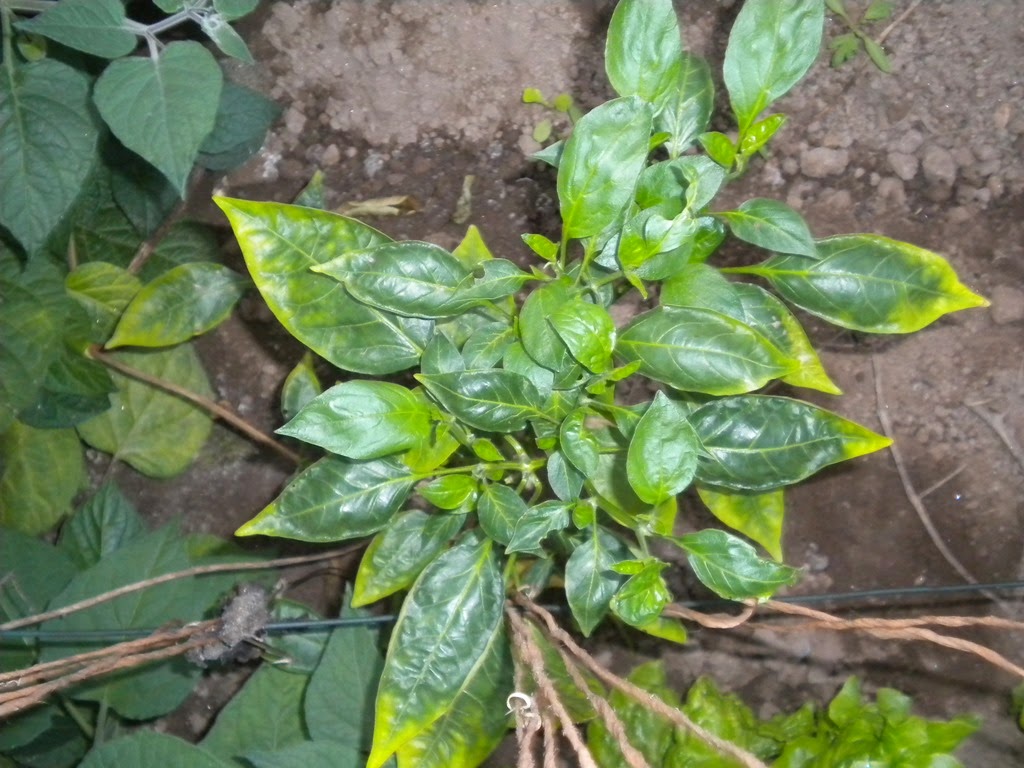 [DSCN7558%255B4%255D.jpg]