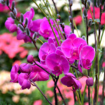 IMG_6203.jpg