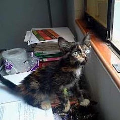 gatita.jpg