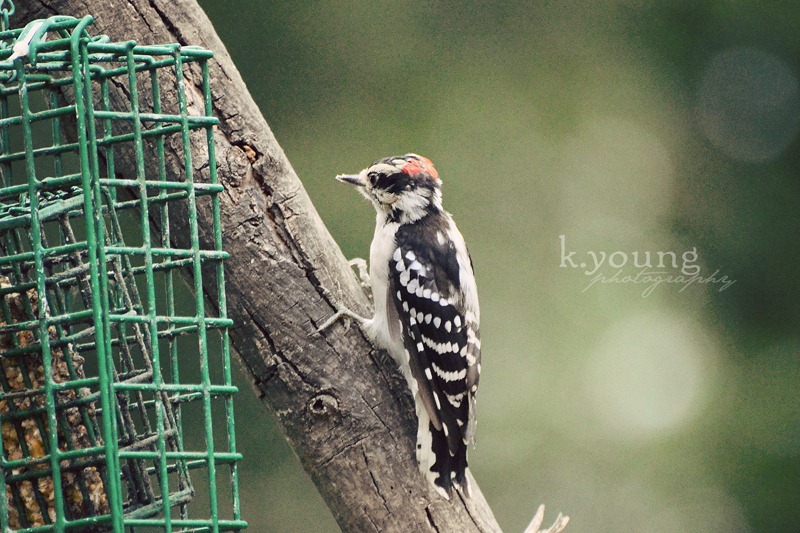 [DSC_2559-copy-25.jpg]