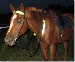 Solo Reflective Horze Strips Sept 2014 compressed Solo Reflective Horze Strips Sept 2014 compressed