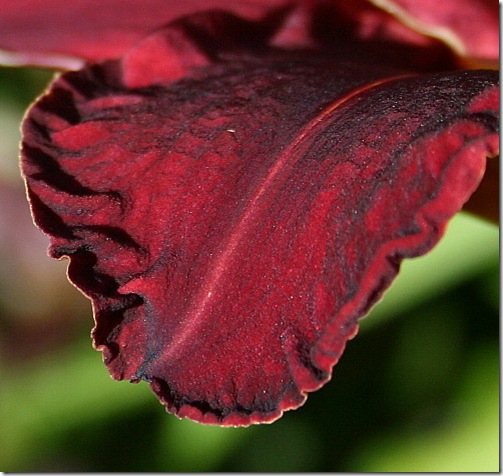 garden-daylily-ed-m-petal-aug08