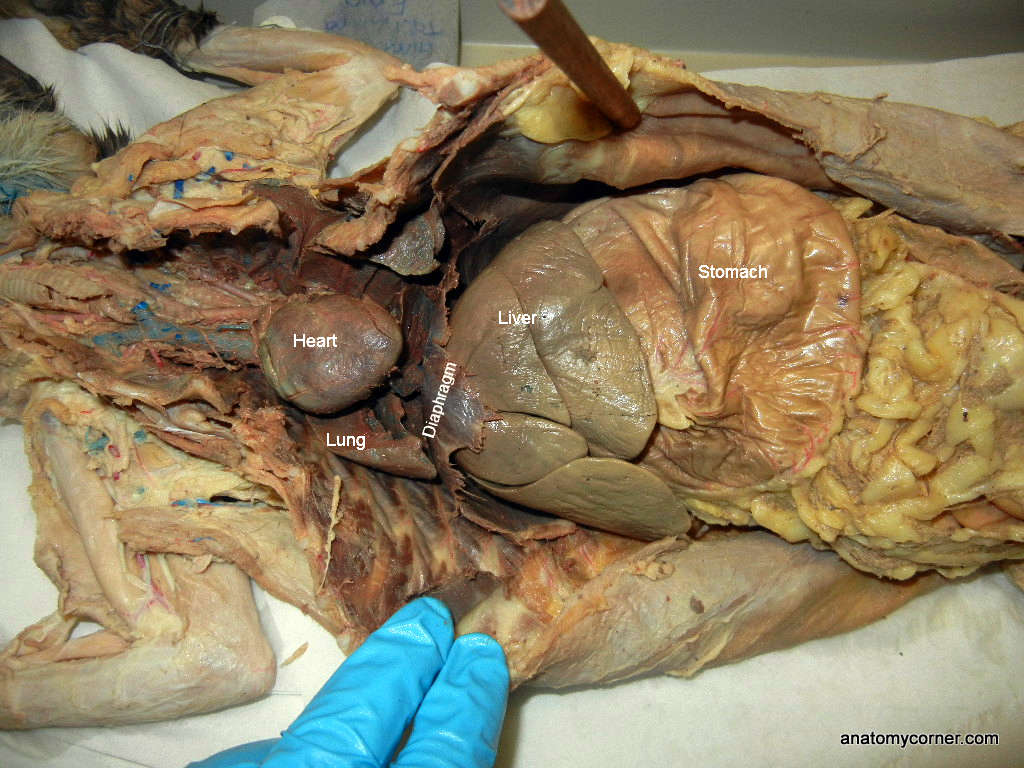stomach_L.JPG