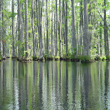 Cypress Garden 3.jpg