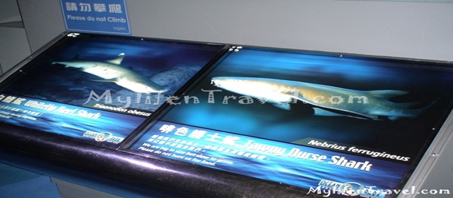 Shark Aquarium 03 Shark Aquarium 03