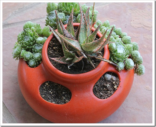 110611_sedum-arachnoideum03 110611_sedum-arachnoideum03