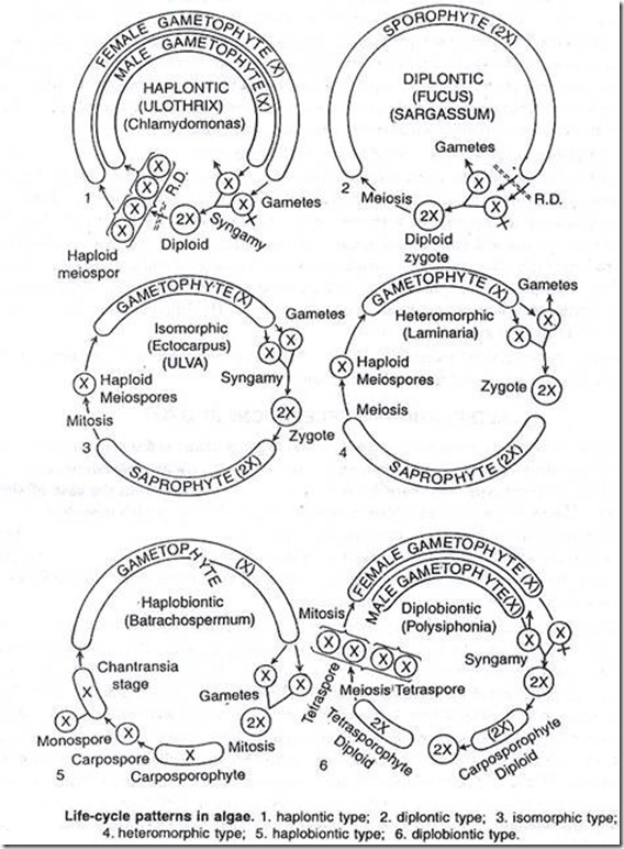 life cycle in algae