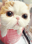Untitled-1.png