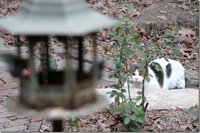 Bailey sneaking up on the bird feeder