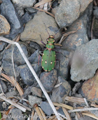 [40-green-tiger-beetle%255B2%255D.jpg]