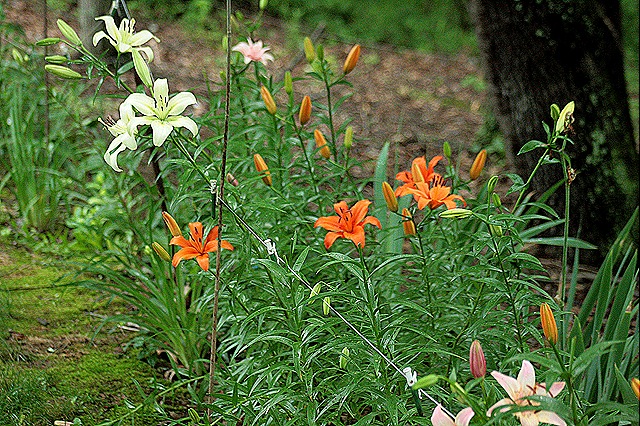 [Lily_Bed_June21%255B5%255D.jpg]