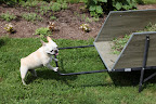 Gyurme, you stay put.  I'll run this cart up to the compost pile, lickety-split!  Then I'll bring it back and we can fill it again.  I see plenty of weeds in that garden over there!