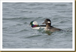 Bufflehead Duo