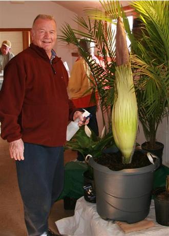 Dr. William Roston of Forsyth bought the root on E-bay six months ago. The actual bud is now four feet, five inches tall, and 30 inches in circumference. (Photo provided by Friends of the Garden)