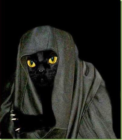 burka cat4_thumb[6]